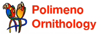 Polimeno Ornithology